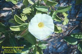 Image result for Ipomoea protea