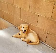 Potty train your puppy fast! Beautiful Golden Pup Needs A Home Located In Southern California Cute Dogs Cute Little Puppies Cute Funny Animals