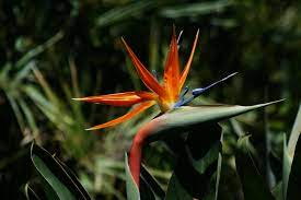 Strelitzia Reginae Birds Of Paradise Plant Paradise Plant Birds Of Paradise
