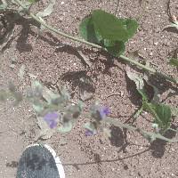 Image result for Pleurolobus tanganyikensis