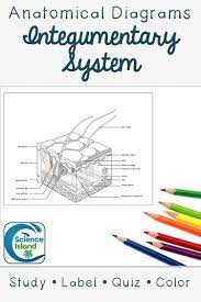 Skin Diagrams And Quiz Print Digital Distance Learning Integumentary System Secondary Science Teaching Human Body Systems