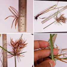 Image result for Cyperus sp.no.7