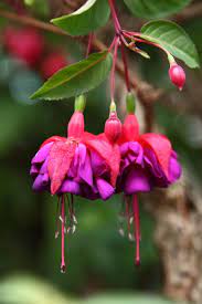 Check spelling or type a new query. A List Of Flower Names From A To Z Dengarden