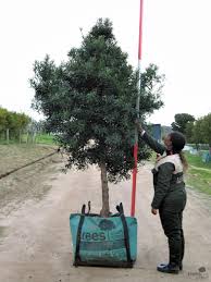 Image result for Afrocarpus