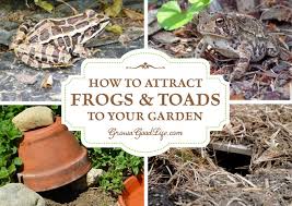Plan on making the holes about 9 inches. How To Attract Frogs And Toads To Your Garden