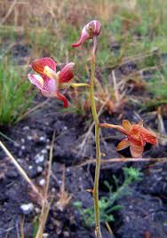 Image result for Eulophia clitellifera