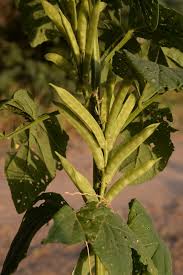 Image result for Cyamopsis