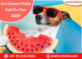 Maybe you would like to learn more about one of these? Are Summer Fruits Safe For Your Dog Corona Pet Shop