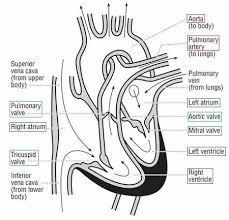 Thoracic aorta, abdominal aorta, iliac arteries veins: Draw A Heart And Label A Both Sets Of Valves And Chambers Of The Heart B The 2 Major Arteries Exiting The Heart Study Com