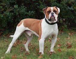 American Bulldog Vs Pitbull American Bulldog Dog Breeds Bulldog