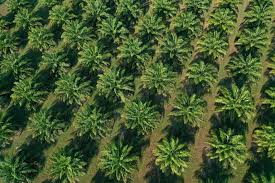 Unfollow bio oil to stop getting updates on your ebay feed. Indonesian B40 Biodiesel Plan Back On Track As Palm Oil Prices Improve Biofuels International Magazine