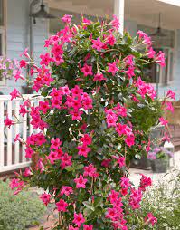 Dipladenia Sundaville Pink World S No 1 Mandevilla Dipladenia Planting Flowers Plants Flowering Vines