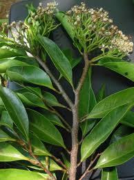 Image result for Maranthes