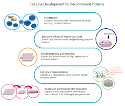 Cell Line Development Workflow Molecular Devices
