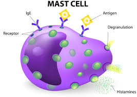 Image result for Histamine