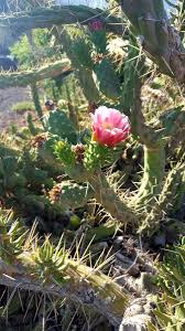 These colorful cactus plants gave a splash of color to the winter landscape at city of rocks state park. Divya Bohra On Twitter And In The Sea There Is A Fish A Fish That Has A Secret Wish A Wish To Be A Big Cactus With A Pink Flower On It
