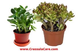 The famous low maintenance jade plant can be toxic to cats. Crassula Care