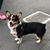 All dogs are genetic tested for dm, vwd1, eic and pra3. 1