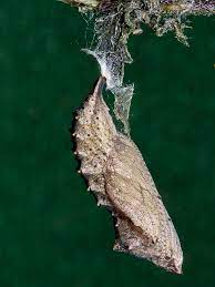 Caterpillar Life Cycle Wildlife Insight