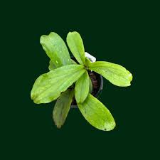 Image result for Erythrina sp. 1