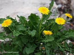Image result for Taraxacum