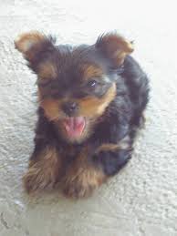 Try the craigslist app » android ios cl. Yorkie Puppies For Sale Kentucky Yorkie Puppies For Sale Facebook