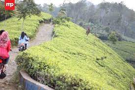 Ada dua rute untuk menuju lokasi. Menikmati Sejuknya Berlibur Di Perkebunan Teh Culamega Majalengka Merahputih