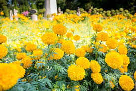 Marigolds are an excellent choice for live bouquets. African Marigold Stock Photos And Images 123rf