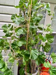 Image result for Ipomoea albivenia
