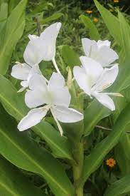 Pin On Flowers That Inspire Our Essences
