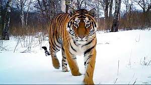 Siberian Tiger Kill | Operation Snow Tiger | Bbc Earth - Youtube