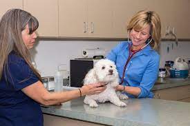 2034 east southern avenue suite l, tempe, az 85282. Topaz Veterinary Clinic Veterinarians Serving Tempe Mesa Chandler And Scottsdale Az Home