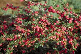 Image result for Cotoneaster microphyllus