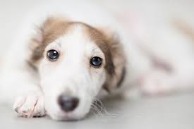 For example, a large breed this is when the stomach twists and as a result, causing it to bloat. Dog Vomiting When Should You Go To The Vet