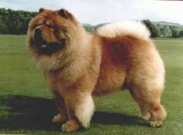 Resultado de imagen de Chow Chow