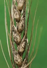 Image result for sooty mould