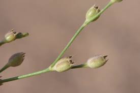 Image result for Kohautia caespitosa