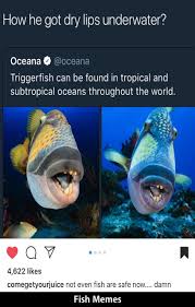 10 Funny Fish Memes You Will Love It In 2020 Fishing Memes Memes Funny Today