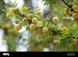 Image result for Acacia farnesiana