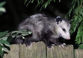 Pin By Randijo Neal On Vuohet Elaimet Opossum Possum Marsupial