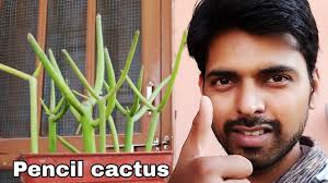Is masterclass right for me? Easy Way To Grow Pencil Cactus From Cutting At Home Pencil Cactus Propagation Youtube