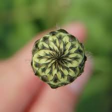 Image result for Cephalaria pungens