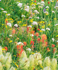 Some varieties bloom in blue, lavender, pink, white or yellow. Wildflowers Field Guide Big White Ski Resort