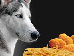 So i can eat 25 chicken nuggets each day (half of this intake). Is It Safe For Dogs To Eat Chicken Nuggets And Fried Foods Siberian Husky Siberianhusky Com