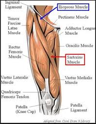 Anterior muscles extend your legs and flex your thighs. Pin On Muscle Stretches