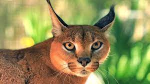 The siberian can reach up to 26 pounds, while the maine coon is known more for fluff and the length of his long, poofy tail. Cutest Big Cat Sound Youtube