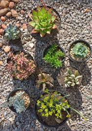 Bean seeds found in anasazi ruins in the southwest us were dated to. Succulent Series Succulents For Full Sun