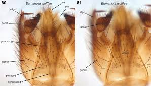 This 1232 square foot single family home has 3 bedrooms and 1.0 bathrooms. Phylogeny Classification Mesozoic Fossils And Biogeography Of The Leiinae Diptera Mycetophilidae