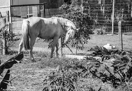 Image result for tbn:tVj6rqcH-AQR9M::www.pregonagropecuario.com.ar/images/caballo_overo.jpg