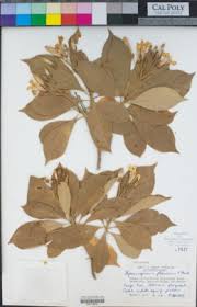 Image result for Pittosporum abyssinicum